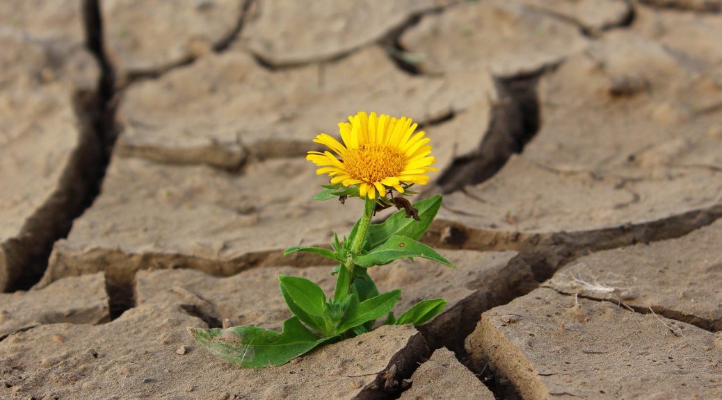 The Power Of Positivity SANCA Wedge Gardens