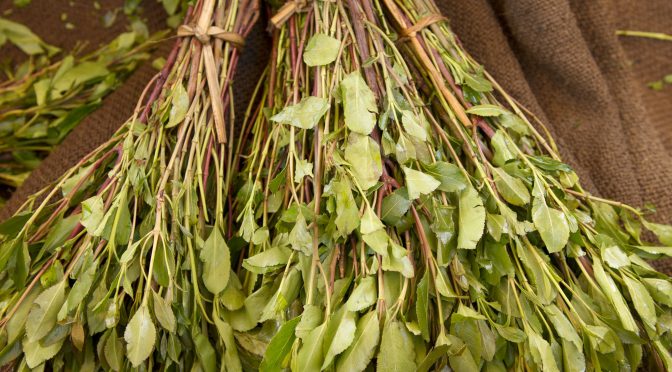 The dangers of khat addiction